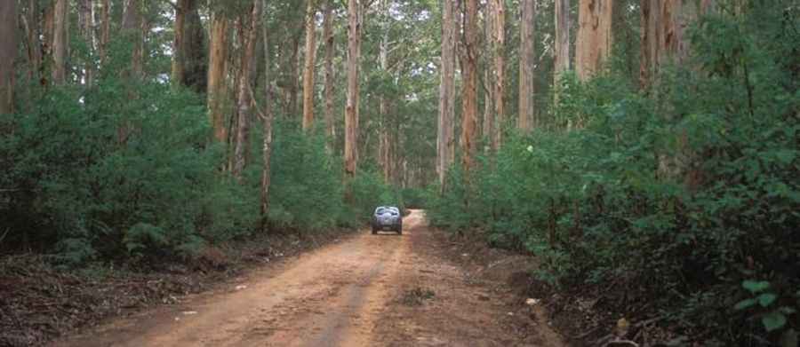 Boranup Drive is a great road under the majestic karri trees