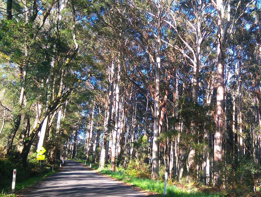 Driving the scenic Spring Creek Road in Queensland
