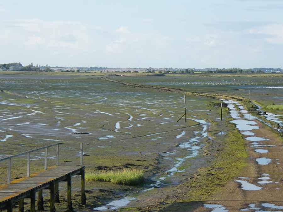 Driving the wild causeway to Horsey Island