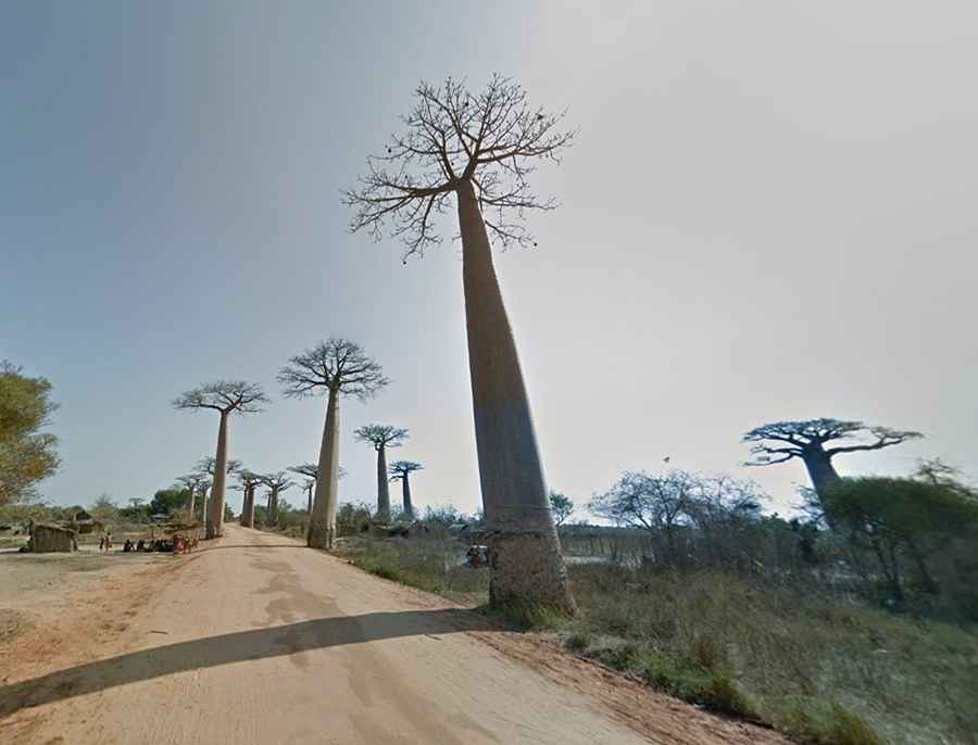 Driving through giant trees on the Avenue of the Baobabs