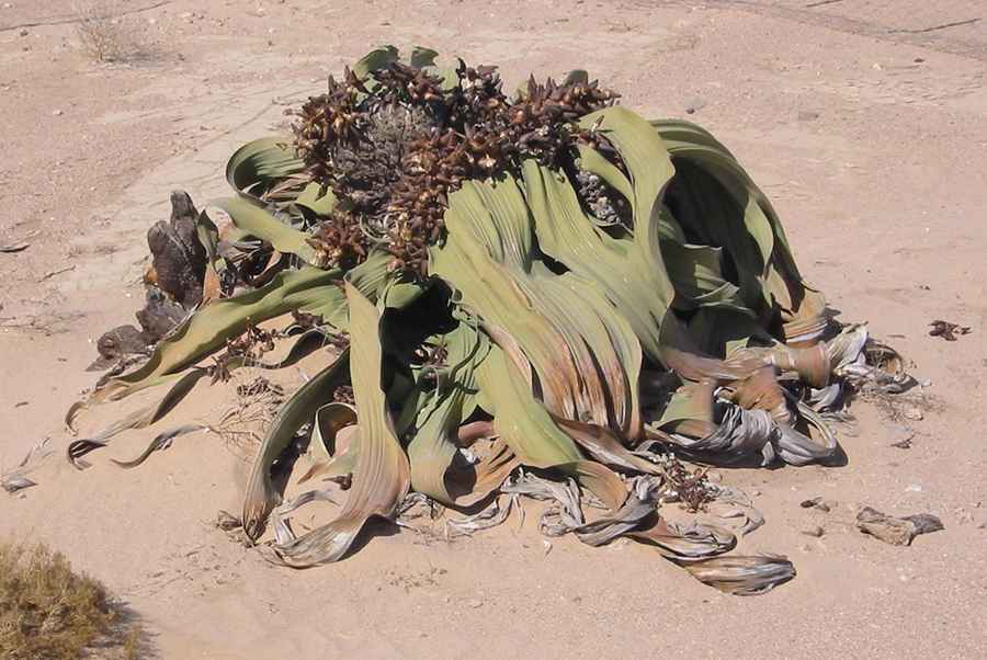 Exploring Namibia's Desert: The Welwitschia Drive Guide