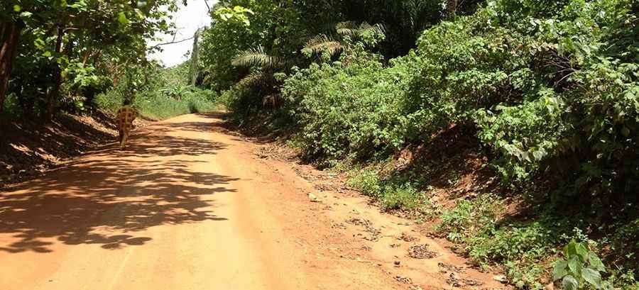 How long is the N15 Road in Cameroon?