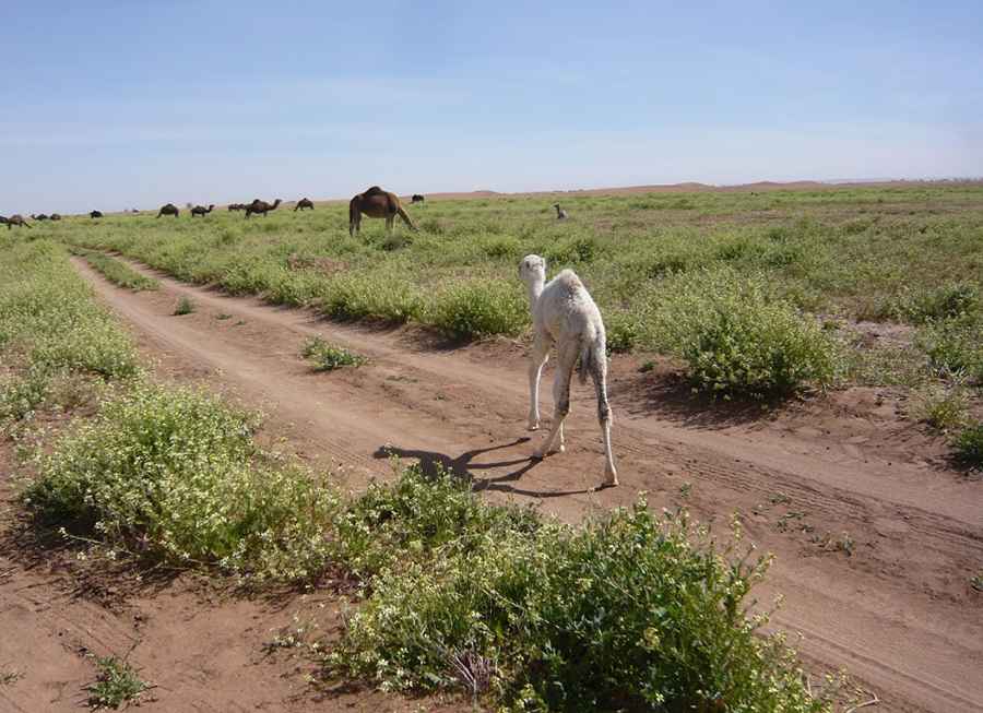 How to get to Erg Chigaga dunes in Morocco?