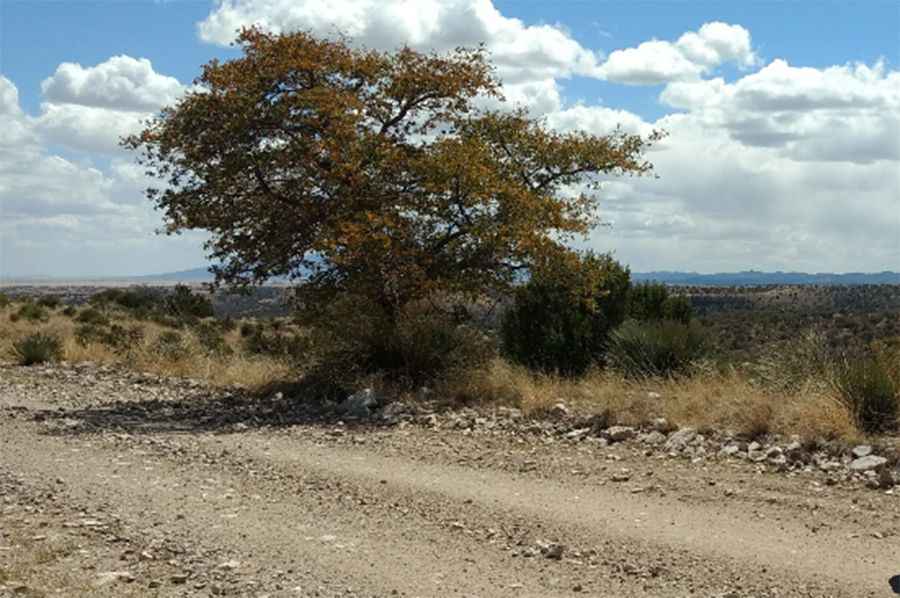 The breathtaking road to Castle Dome in Pima County