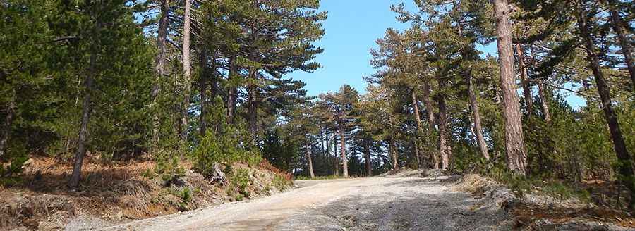 The breathtaking road to Kaz Dağı (Mount Ida)