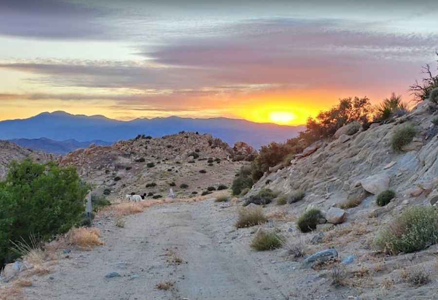 The Ultimate Road Trip To Nolina Peak in California