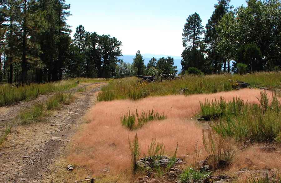 Where is Mangas Mountain?