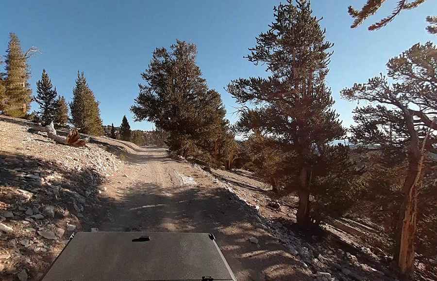 Where Is Patriarch Grove?