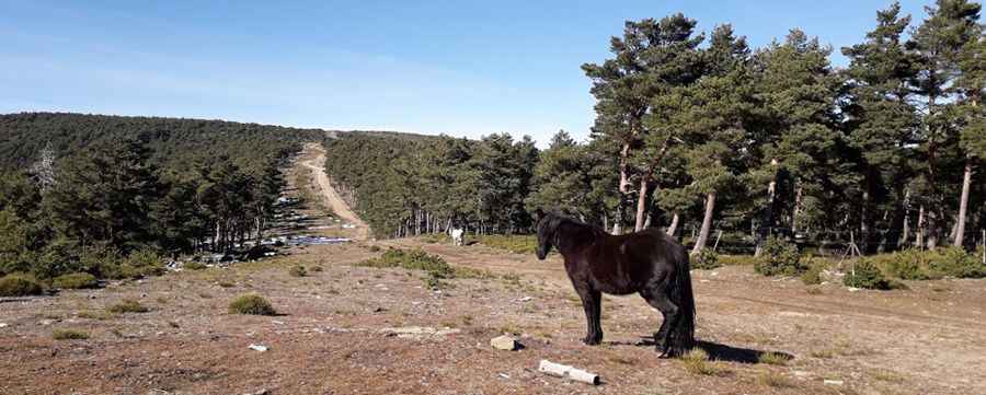 Where is Puerto de Arcones?