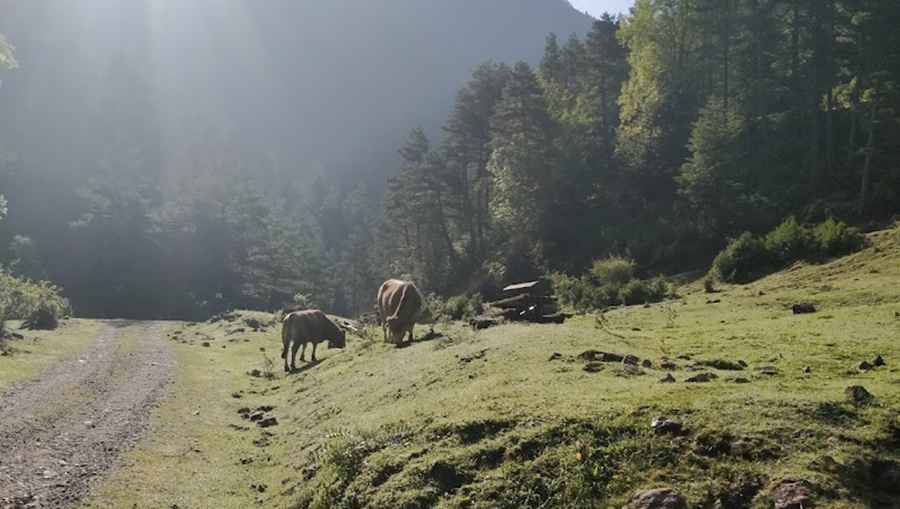 Where is Refugi del Gònec?